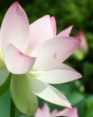 Lotus
